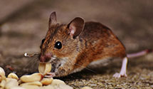 24 Hour & Emergency Exterminators in Broadmoor Vlg, CA